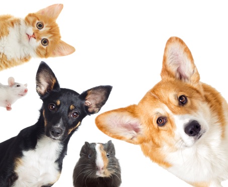 Professional House Sitter call us on 0800 748 837